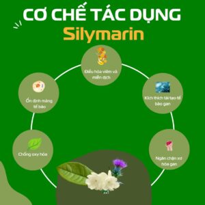 Silymarin Tìm Hiểu Về Cơ Chế Tác Dụng2