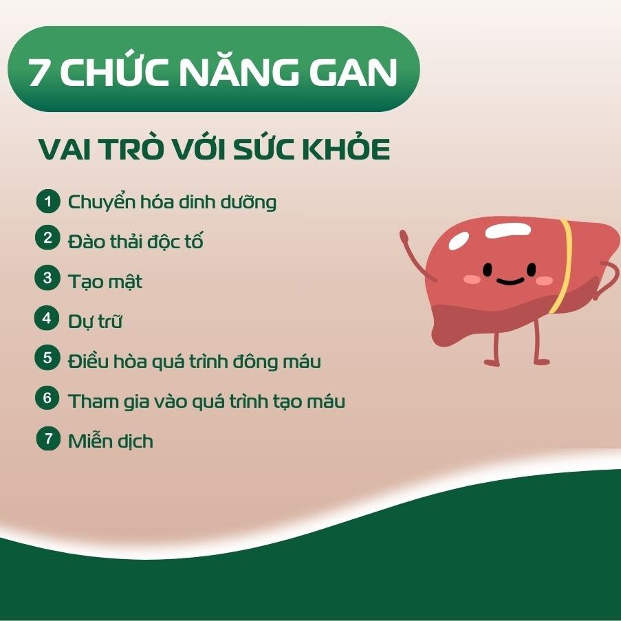 7 Chức Năng Gan