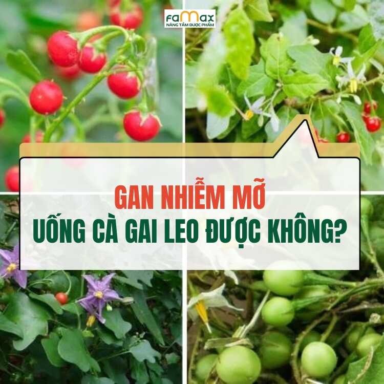 Gan Nhiem Mo Uong Tra Gai Leo Khong
