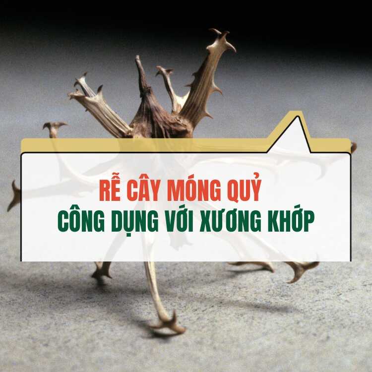 Re Cay Mong Quy Voi Xuong Khop