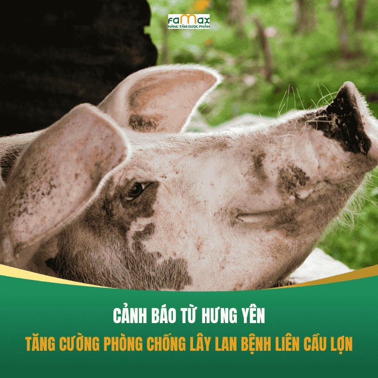 Phòng chống liên cầu lợn ở Hưng Yên